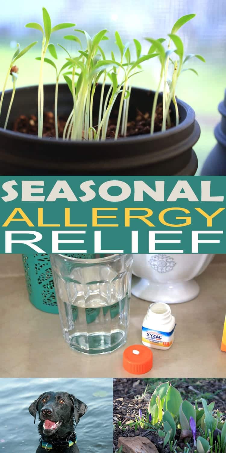 seasonal-allergy-relief-all-she-cooks