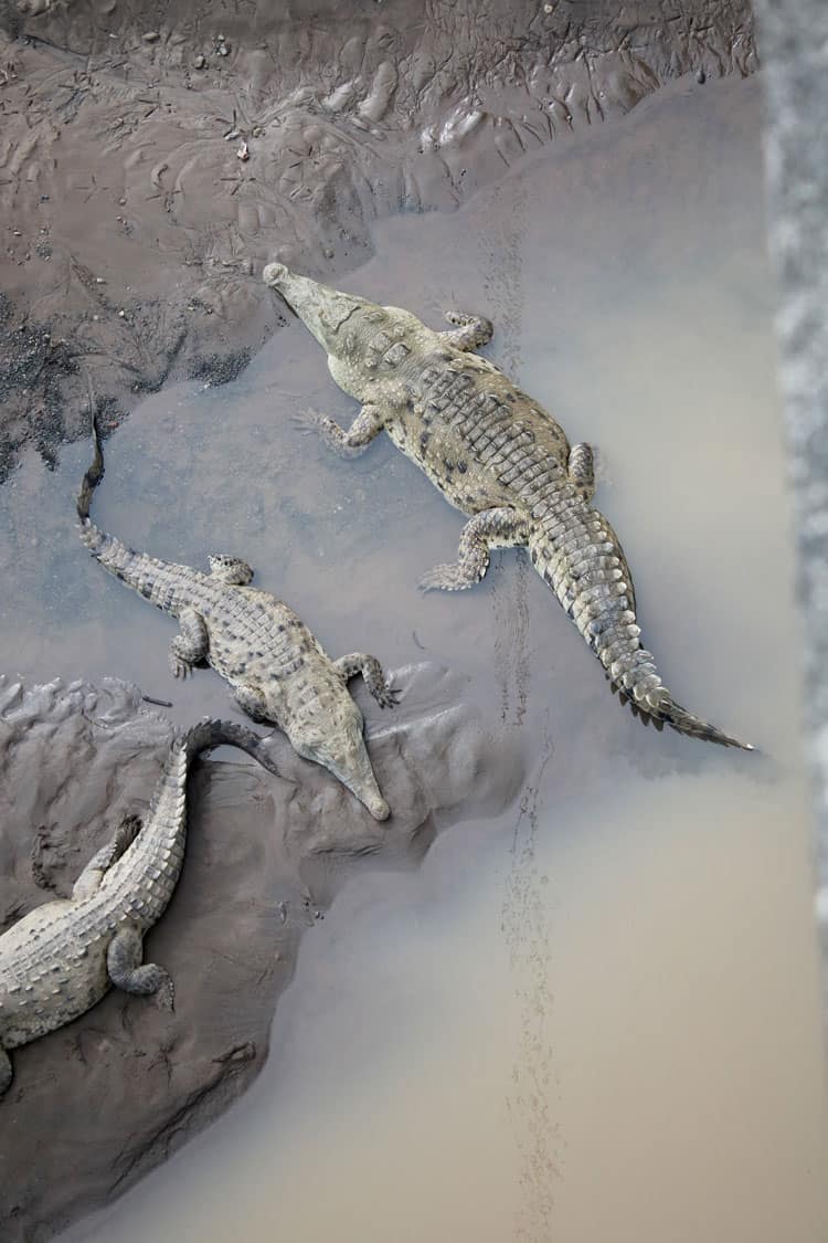 famed crocodile bridge in costa rica