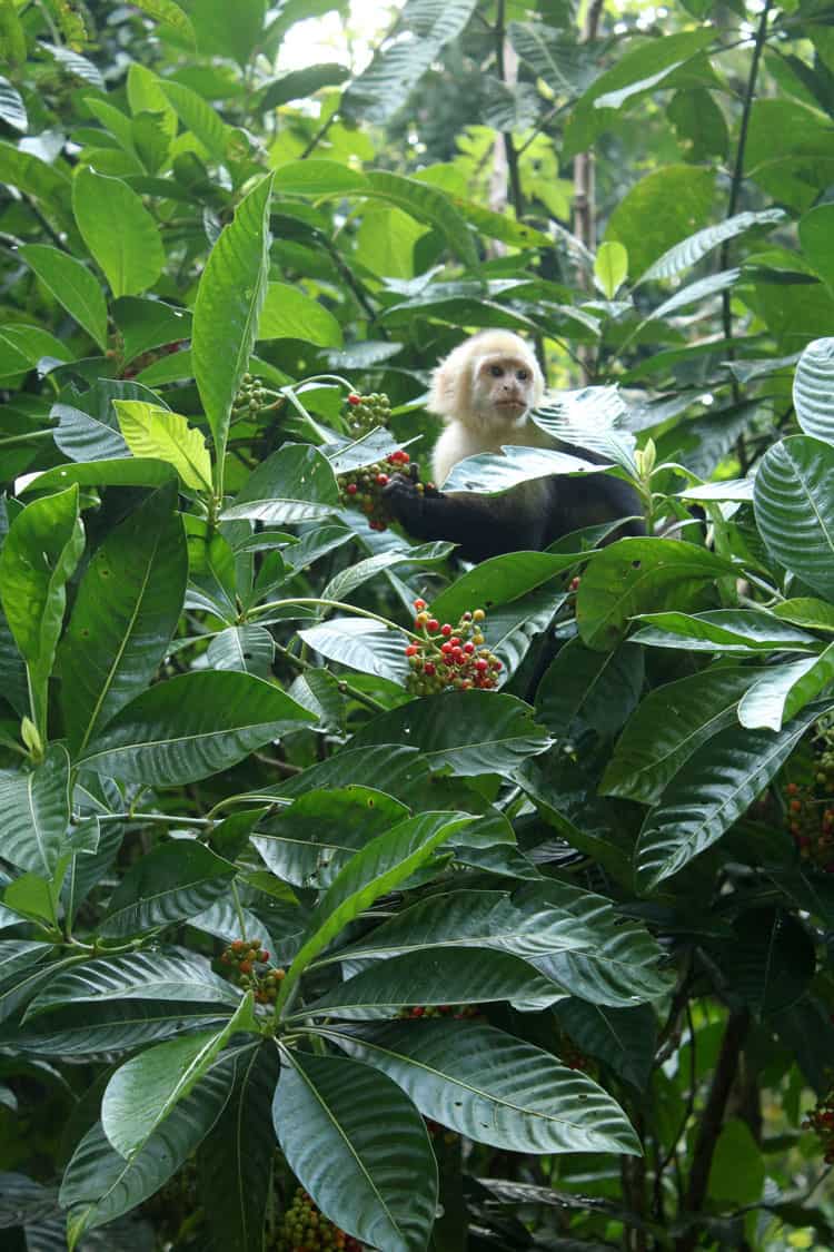 jungle monkey